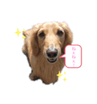 ピュアちゃん❤️（個別スタンプ：2）