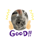 動物END（個別スタンプ：5）