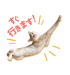 日常で使える！かわいすぎるリアルネコ（個別スタンプ：1）
