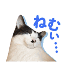 日常で使える！かわいすぎるリアルネコ（個別スタンプ：2）