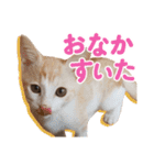 日常で使える！かわいすぎるリアルネコ（個別スタンプ：3）