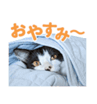 日常で使える！かわいすぎるリアルネコ（個別スタンプ：4）