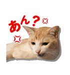 日常で使える！かわいすぎるリアルネコ（個別スタンプ：6）
