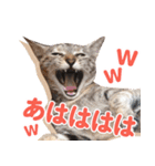 日常で使える！かわいすぎるリアルネコ（個別スタンプ：7）