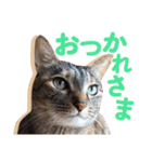 日常で使える！かわいすぎるリアルネコ（個別スタンプ：8）