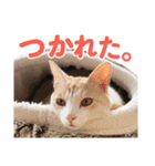 日常で使える！かわいすぎるリアルネコ（個別スタンプ：9）