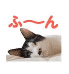 日常で使える！かわいすぎるリアルネコ（個別スタンプ：11）