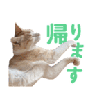 日常で使える！かわいすぎるリアルネコ（個別スタンプ：12）