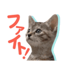 日常で使える！かわいすぎるリアルネコ（個別スタンプ：16）
