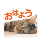 日常で使える！かわいすぎるリアルネコ（個別スタンプ：18）