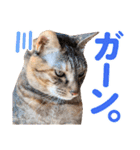 日常で使える！かわいすぎるリアルネコ（個別スタンプ：19）