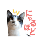 日常で使える！かわいすぎるリアルネコ（個別スタンプ：20）