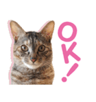 日常で使える！かわいすぎるリアルネコ（個別スタンプ：21）