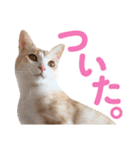 日常で使える！かわいすぎるリアルネコ（個別スタンプ：22）