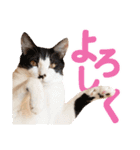 日常で使える！かわいすぎるリアルネコ（個別スタンプ：23）