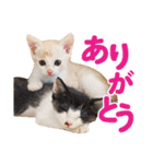 日常で使える！かわいすぎるリアルネコ（個別スタンプ：24）