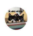 しろくろねこのまめとむぎ（個別スタンプ：1）