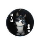 しろくろねこのまめとむぎ（個別スタンプ：2）