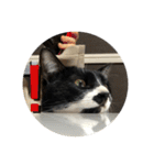 しろくろねこのまめとむぎ（個別スタンプ：4）