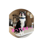 しろくろねこのまめとむぎ（個別スタンプ：5）