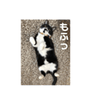 しろくろねこのまめとむぎ（個別スタンプ：8）