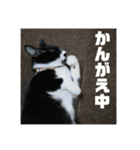しろくろねこのまめとむぎ（個別スタンプ：9）