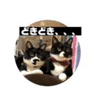 しろくろねこのまめとむぎ（個別スタンプ：10）