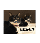 しろくろねこのまめとむぎ（個別スタンプ：12）