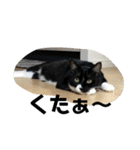 しろくろねこのまめとむぎ（個別スタンプ：13）