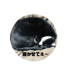 しろくろねこのまめとむぎ（個別スタンプ：14）