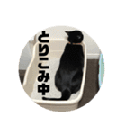 しろくろねこのまめとむぎ（個別スタンプ：16）