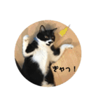 しろくろねこのまめとむぎ（個別スタンプ：18）