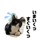 しろくろねこのまめとむぎ（個別スタンプ：22）