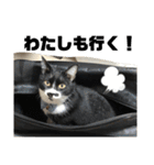 しろくろねこのまめとむぎ（個別スタンプ：23）
