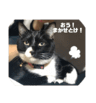しろくろねこのまめとむぎ（個別スタンプ：24）