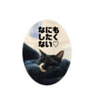 しろくろねこのまめとむぎ（個別スタンプ：26）