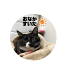しろくろねこのまめとむぎ（個別スタンプ：30）