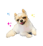 ルル★チー★くぅ（個別スタンプ：1）