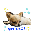 ルル★チー★くぅ（個別スタンプ：10）