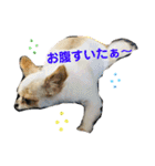 ルル★チー★くぅ（個別スタンプ：12）