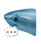 なやたのたんさたやたやわ（個別スタンプ：14）