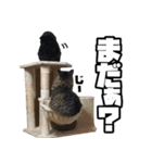 たぬきとうどんの日常（個別スタンプ：29）