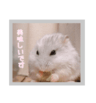 日常会話ハムスター（個別スタンプ：1）