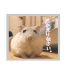 日常会話ハムスター（個別スタンプ：2）
