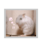 日常会話ハムスター（個別スタンプ：3）