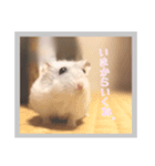日常会話ハムスター（個別スタンプ：4）