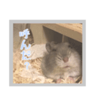 日常会話ハムスター（個別スタンプ：5）