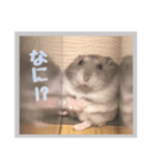 日常会話ハムスター（個別スタンプ：7）
