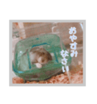 日常会話ハムスター（個別スタンプ：8）