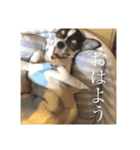 てんといちのスタンプ（個別スタンプ：2）
